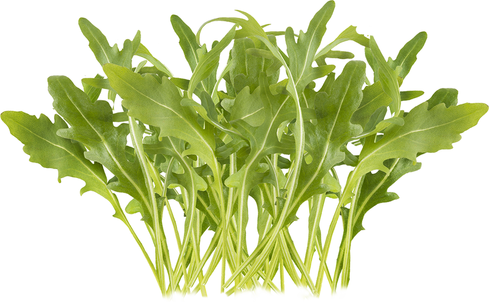Rucola