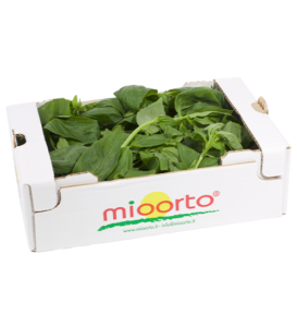 Basilico in cartone da 200g
