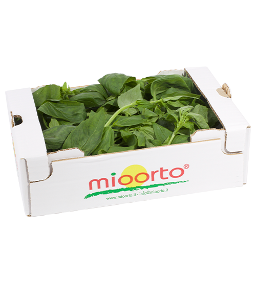 Basilico in cartone da 200g