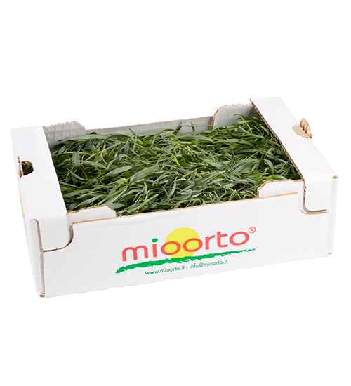 Dragoncello cartone da 200g