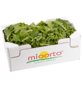 Lattughino in cartone da 300g