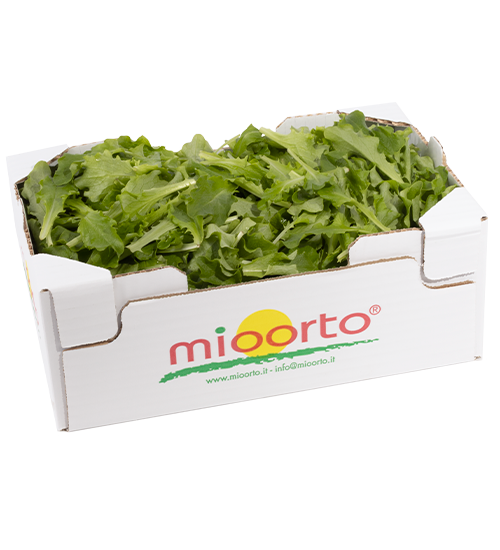 Lattughino in cartone da 300g