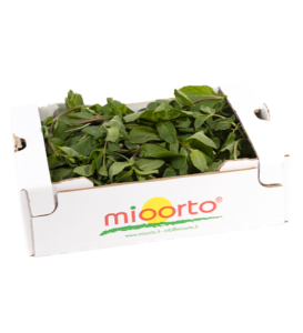 Menta in cartone da 200g