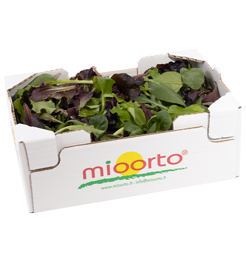 Misticanza in cartone da 300g