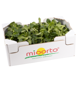 Songino in cartone da 300g