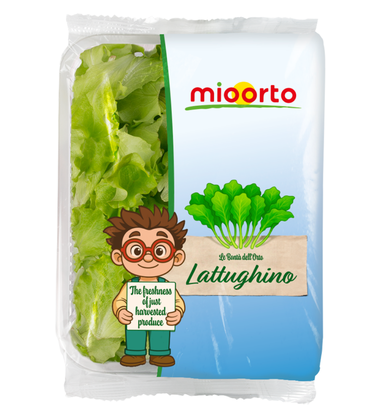 confezione di lattughino