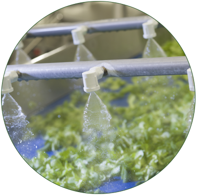 Lavaggio insalate in Mioorto