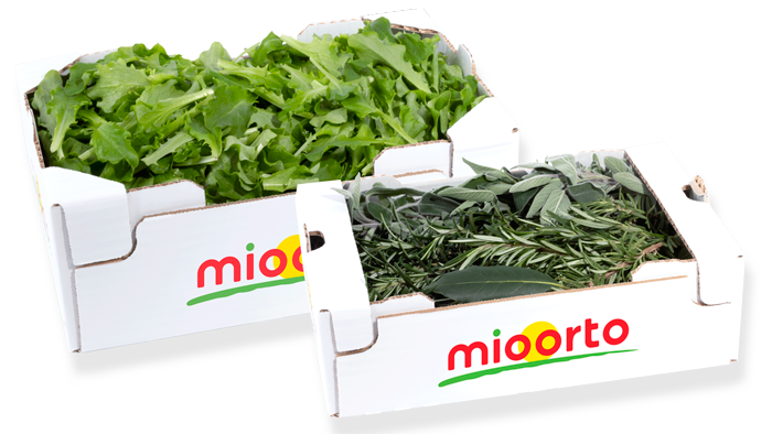 composizione di erbe aromatiche