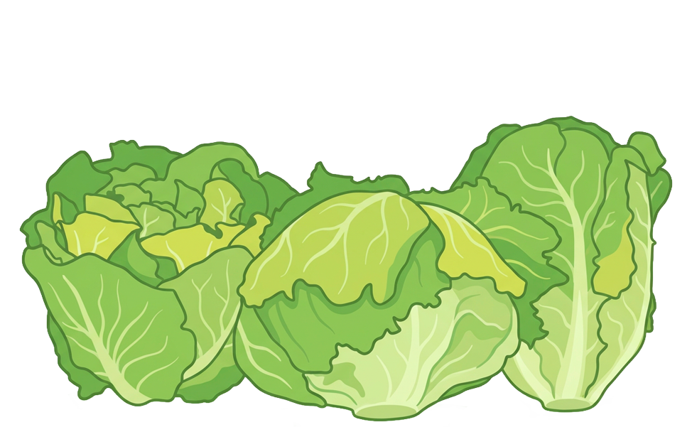 illustrazione di insalata lattughe a cespo