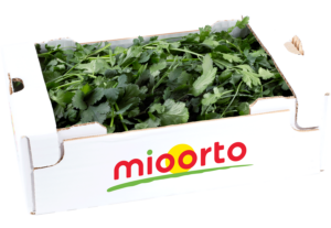 coriandolo in cartone da 200g