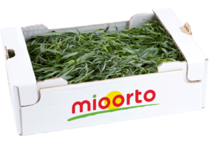 dragoncello in cartone da 200g