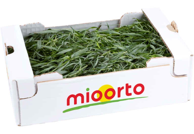 dragoncello in cartone da 200g