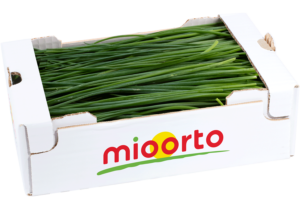 erba cipollina in cartone da 200g