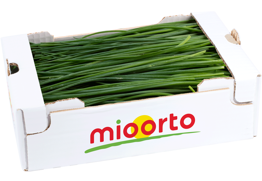 erba cipollina in cartone da 200g