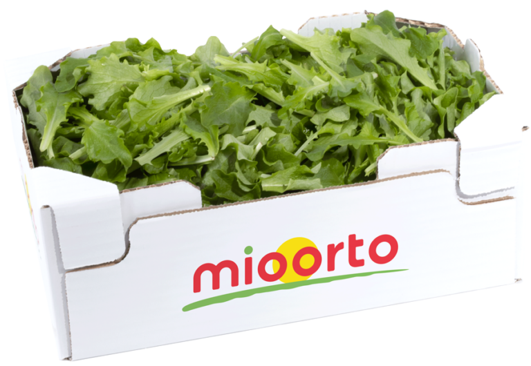 lattughino in cartone da 200g