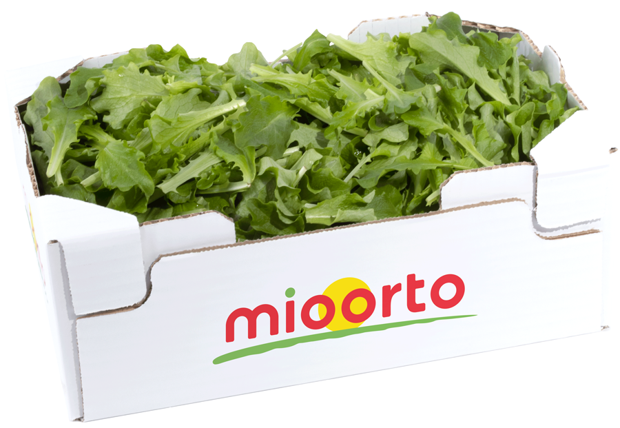 lattughino in cartone da 200g