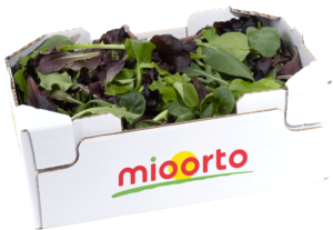 misticanza in cartone da 200g