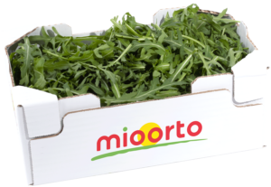 rucola in cartone da 200g