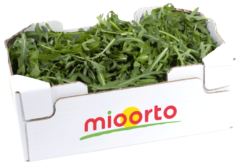 rucola in cartone da 300g