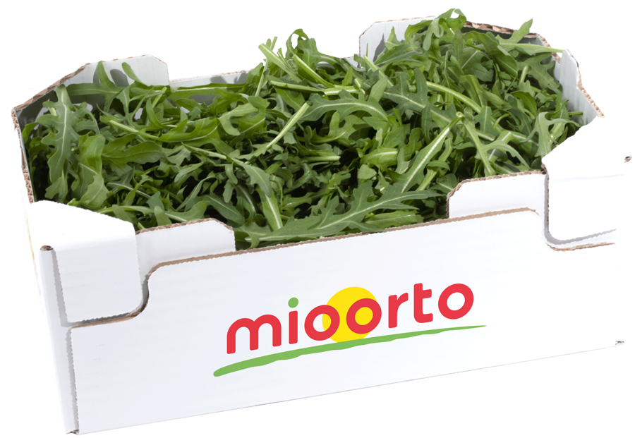rucola in cartone da 200g