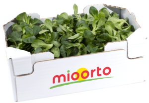 songino in cartone da 300g