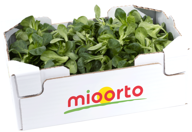 songino in cartone da 300g