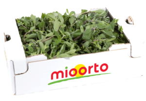 maggiorana in cartone da 200g