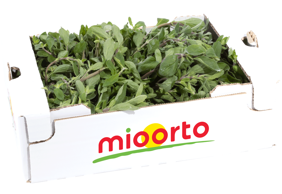 maggiorana in cartone da 200g