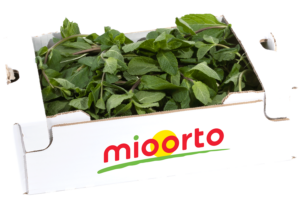 menta in cartone da 200g