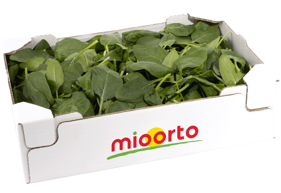 spinacino in cartone da 500g