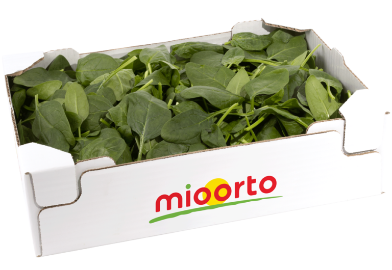 spinacio in cartone da 500g