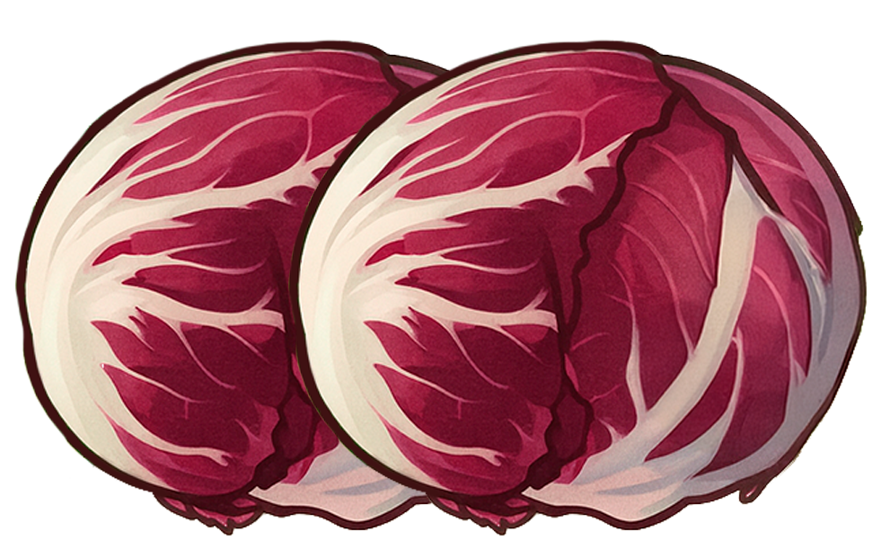 illustrazione radicchio