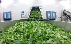 mioorto-lavorazione-1