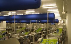 mioorto-lavorazione-3