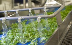 mioorto-lavorazione-4