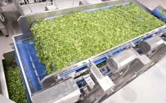 mioorto-lavorazione-6