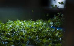 mioorto-lavorazione-7