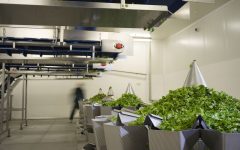 mioorto-lavorazione-9